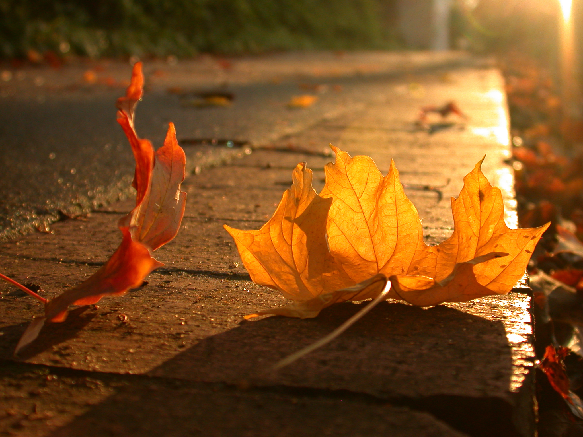 Two maple leaves laying on a brick lined sidewalk in autumn. Taken in the Highlands neighborhood in Birmingham, Alabama, US.