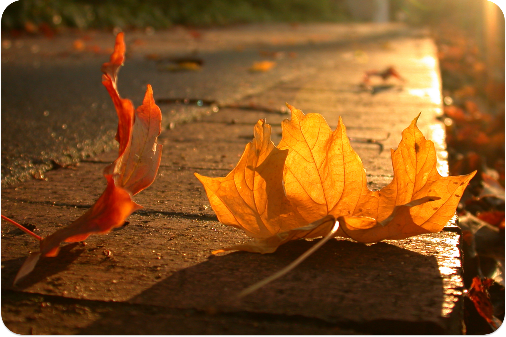 Two maple leaves laying on a brick lined sidewalk in autumn. Taken in the Highlands neighborhood in Birmingham, Alabama, US.